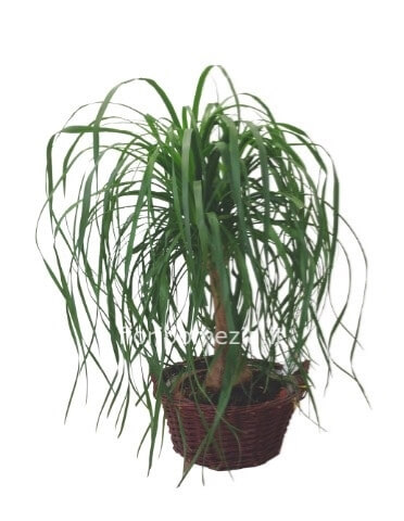 Pianta di beucarnea ( mangiafumo)
