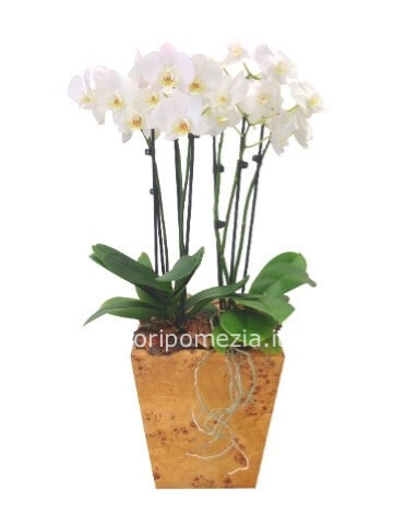 Pianta di phaleonopsis a 2 steli con ceramica