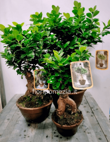 Pianta bonsai, varietà ficus vaso diamnetro 20