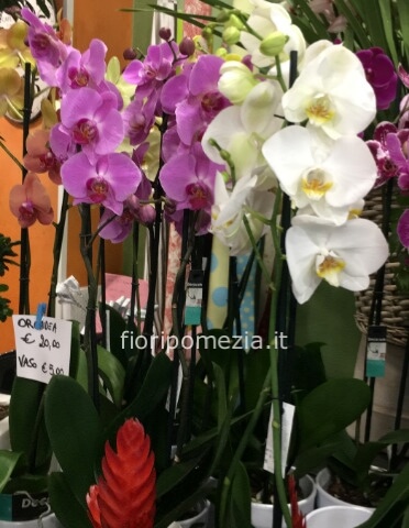 Pianta di Phaleonopsis 2 rami fioriti e diversi colori a richiesta con vaso ceramica