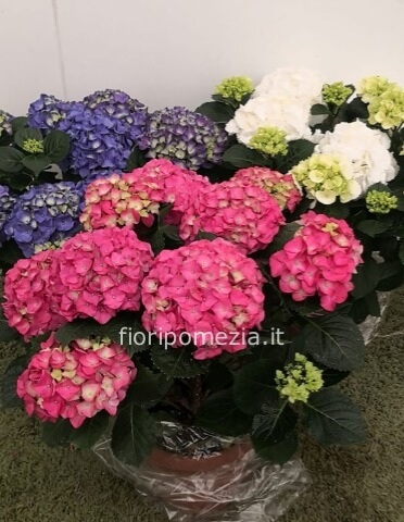 Garden / Vivaio www.lauravannoli.it