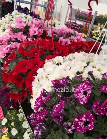 petunia in basket vaso 18