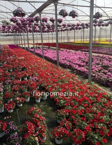 BEGONIA GIGANTE