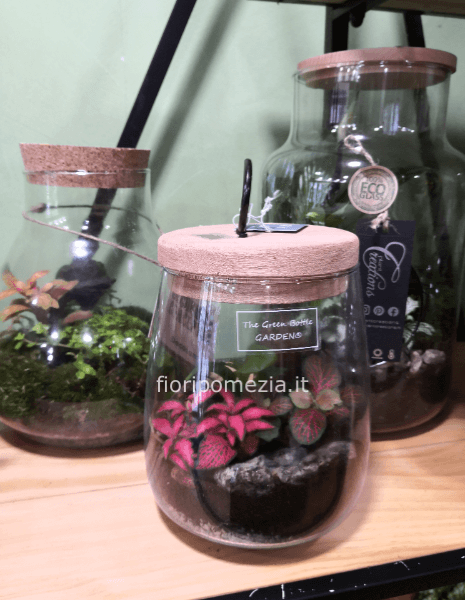 terrarium cm 17