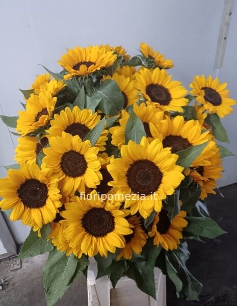 Girasoli