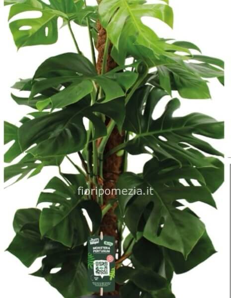 Philodendrum mostera