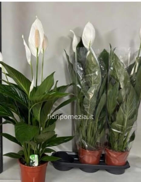 Spathifilium in vaso con ceramica