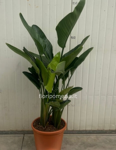 Strelitzia Nicolai vaso 24