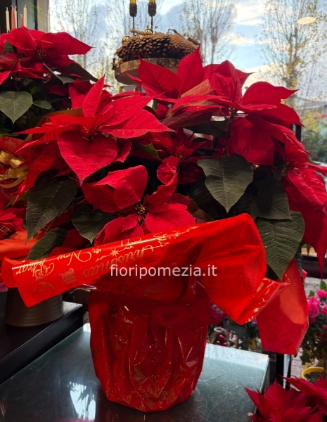 Pianta di Stella di Natale (Euphorbia pulcherrima)